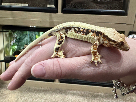 Crested Geckos for sale Standards and Lily Whites