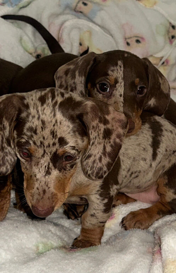 Dachshund puppies