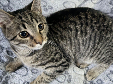 7 month kitten