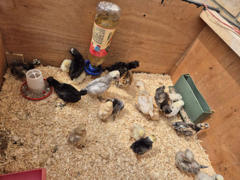 Polish chick's