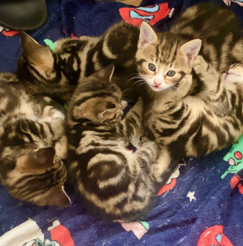 Adorable kittens 2 girls 3 boys &pound;100-&pound;200