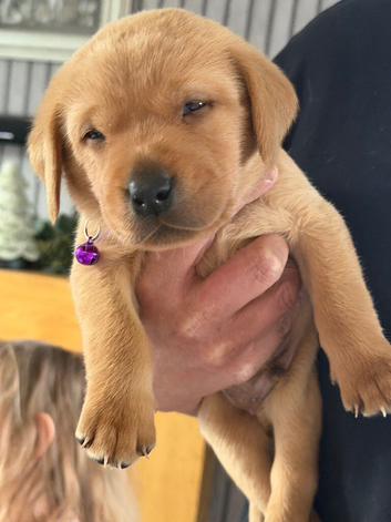Red Labrador retriever male