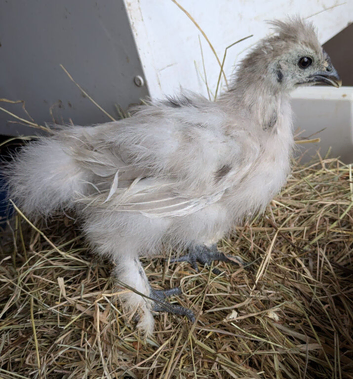 Silkie chicks
