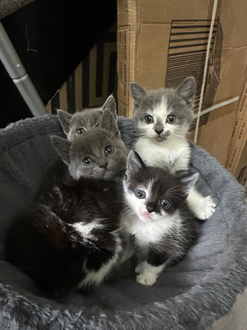 Beautiful three-quarter Maine Coon Kittens