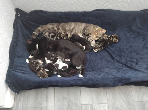 Kittens for sale to good homes please