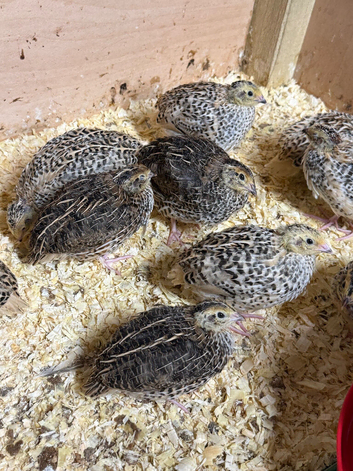 Japanese quails mixed