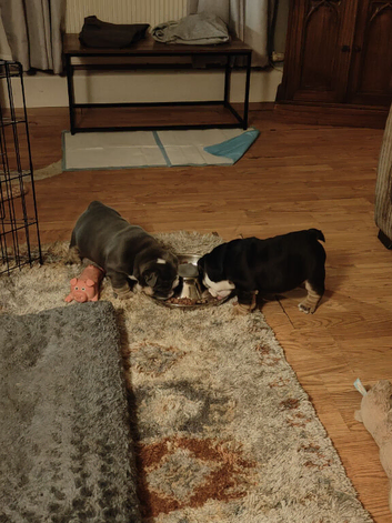 English Bulldog Pups