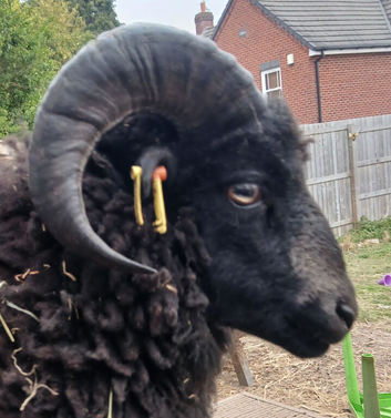 Proven Ouessant ram with good lines