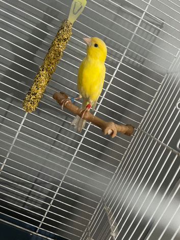 Raza cock bird