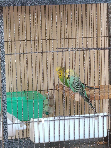 Budgies
