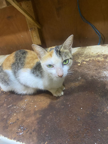 Male kitten-Healthy, Loyal & Searching for a Loving Home