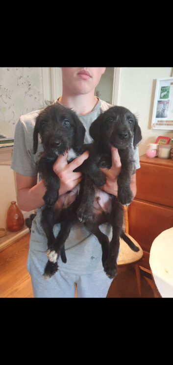 Genuine first cross bedlington whippet pup