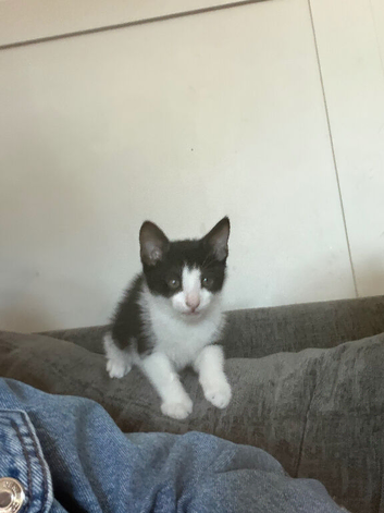 2 kittens