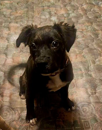 Staffy x mixed breed