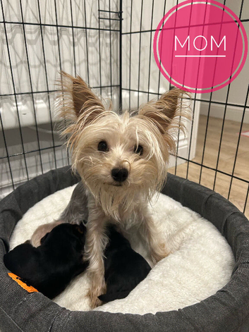 Yorkshire Terrier boys