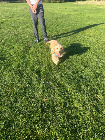 Golden Cockapoo