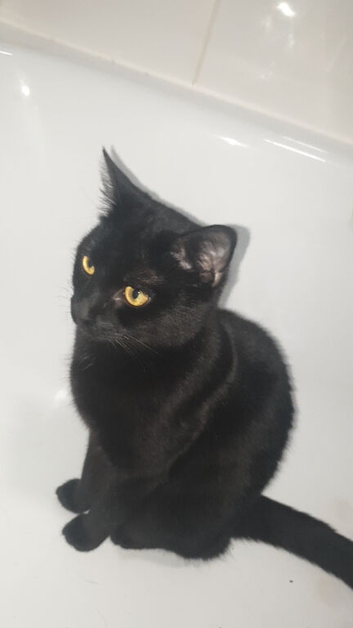 Female young cat