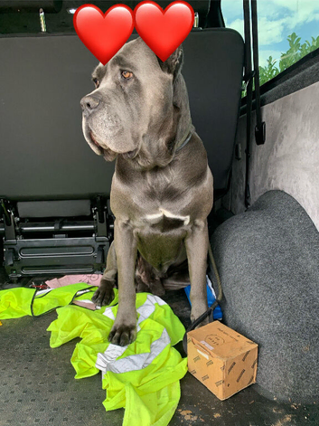 Cane Corso Stud import with KC &pound;500