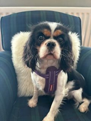 Kennel Club registered Tricolour Cavalier girl available to pet home only - 4 years old.