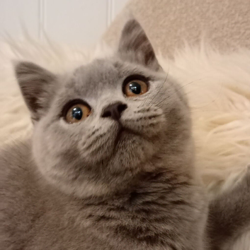 2x female Gccf registered kittens ready to go