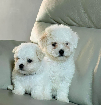 Bichon frise puppy 2 GIRLS LEFT !