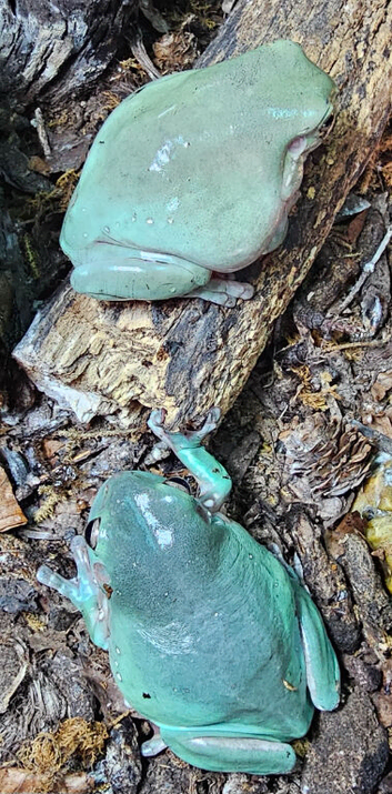 Pair of adult snowflake White's Tree frogs