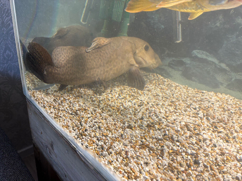 Giraffe catfish