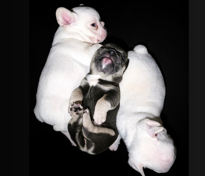 Beautiful Platinum French Bulldogs