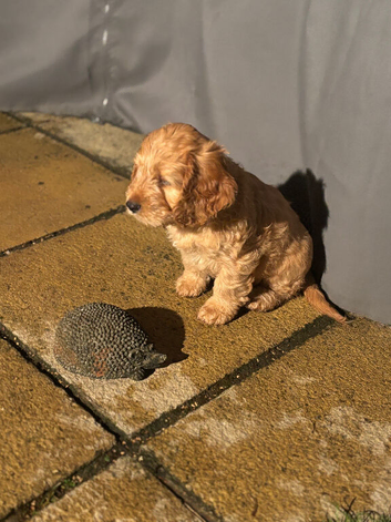Cockerpoo pups ready now. Caramel colour