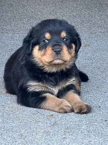 Roscoe (stud)
