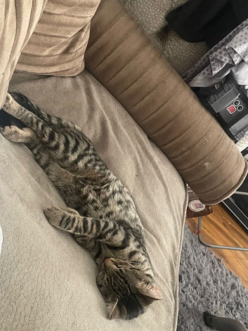 Bengal mix