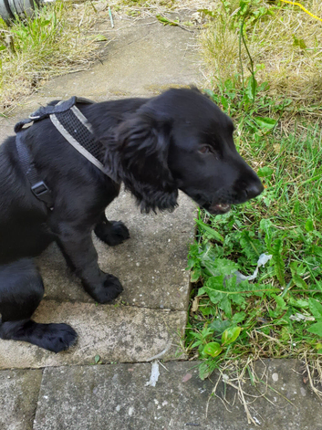 Cocker spaniel puppy