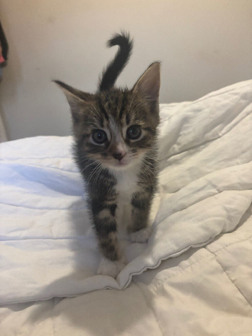 2 Male kittens