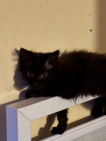 Gorgeous fluffy boy