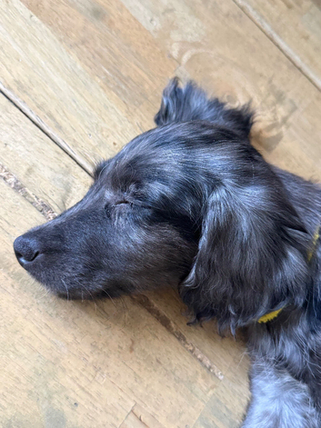 Beautiful 11-Week-Old Cockapoo Puppy (Spaniel Type) &ndash; Bournemouth