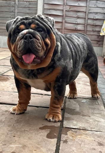 Blue, Lilac & Tan Merle British Bulldog |STUD ONLY