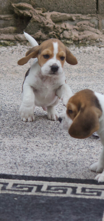 Kc registered beagles
