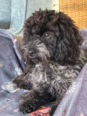 Toy Cockapoo female puppy 7 months blue roan colour