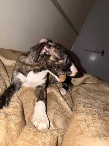 English greyhound puppy