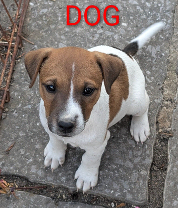 Traditional type Jack Russells