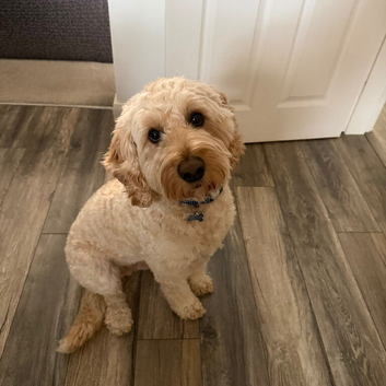 2 year 9 months male cockapoo