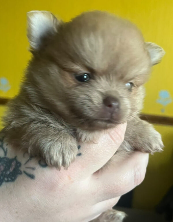 Pomeranian puppies,