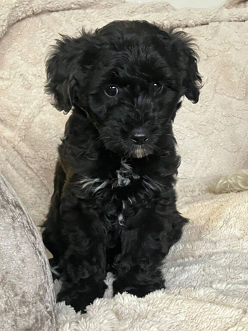 F1b Jackapoo Girl