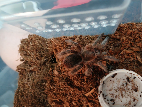 Update - Rare! Phormictopus cochleasvorax - Snail Munchers