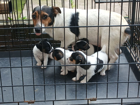 Mini Jack Russell puppies