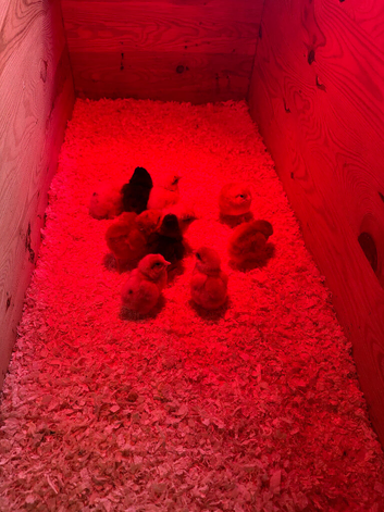 Mixed breed hatching eggs for sale