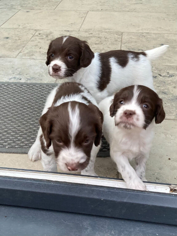 For sale &ndash; Superb KC Reg Pedigree English Springer Spaniel Puppies