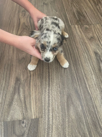 Full litter of chihuahua pups