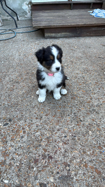 Ausssie puppies! Last 2 girlls available KC registred