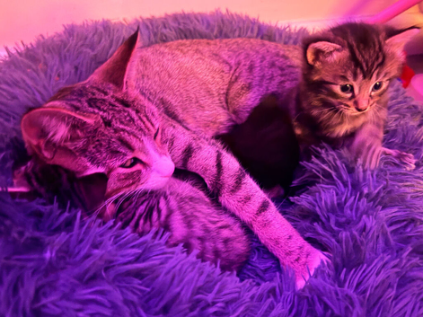 Kitten very soft and floffy